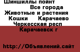 Шиншиллы пойнт ns1133,ny1133. - Все города Животные и растения » Кошки   . Карачаево-Черкесская респ.,Карачаевск г.